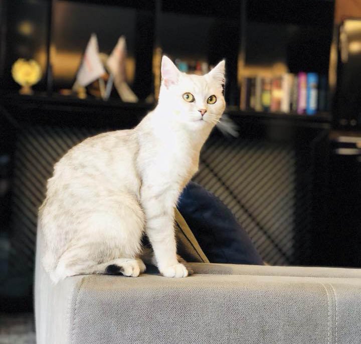 Kedi